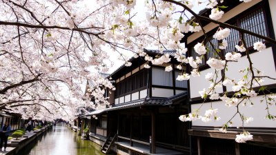 Beneath the Blossoms in Kurashiki, Japan