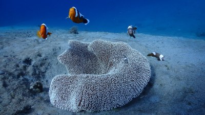 Stories Etched in Coral in Lamu, Kenya