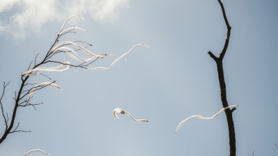 The Wind Here Is Fluent in Regret