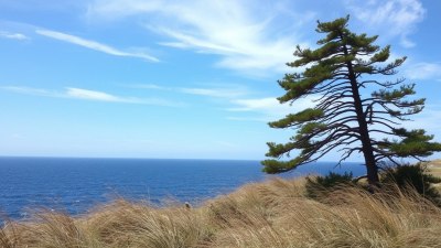 Where the Wind Writes the Itinerary