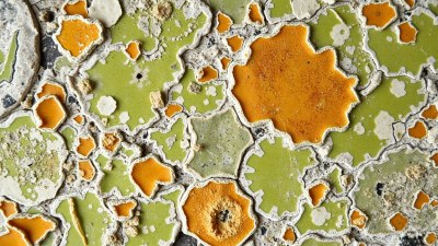 Following Mold Patterns Through the Old Baths of Budapest