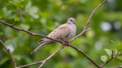 The Mourning Doves and Metro Lines of Mexico City