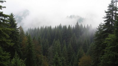 Tracing Dracula&rsquo;s Shadow Through the Forests of Transylvania