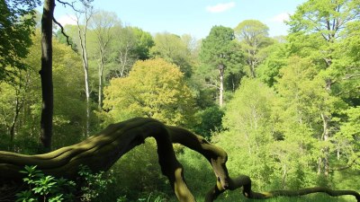 Traveling to the Real Hundred Acre Wood in East Sussex