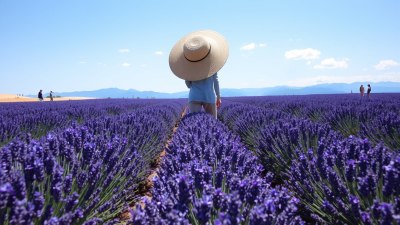 Smell as Navigation in the Lavender Fields of Provence