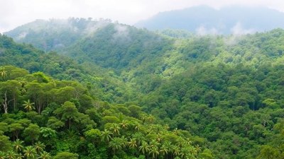 Navigating a Rainforest by Scent in Madagascar