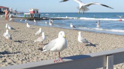 How to Eat Snacks at the Beach Without Feeding Seagulls