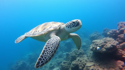Top Places to Scuba Dive with Sea Turtles