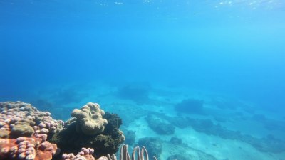 Best Tropical Islands for Scuba Diving Enthusiasts