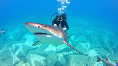 Top Places to Dive with Sharks (Safely)