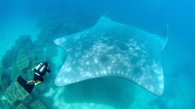 Where to Go Diving with Manta Rays and Whale Sharks