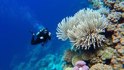 Best Diving Destinations for Colorful Coral Gardens