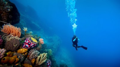 Top Cold-Water Dive Spots for the Brave and Curious