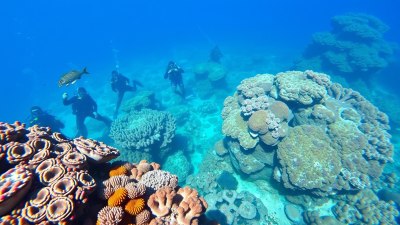 Best Dive Sites in Thailand for Every Skill Level