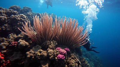 Diving in the Galápagos: Marine Life You’ll Never Forget