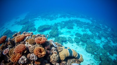 Unique Underwater Landscapes to Explore Around the World