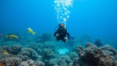Best Time of Year to Dive in Different Regions