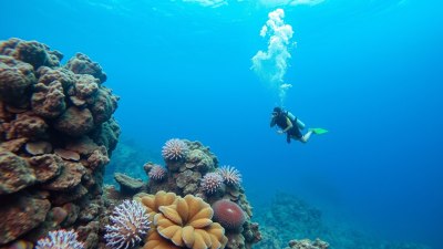 Scuba Diving in Fiji: A Hidden Paradise Below the Surface