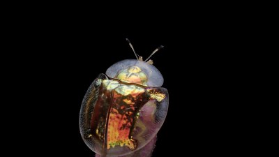 Best Diving Destinations for Macro Photography Lovers