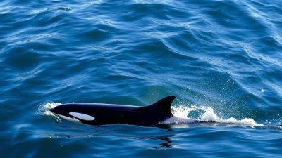 Vancouver's Whale Watching: Spotting Orcas and Humpbacks in the Pacific