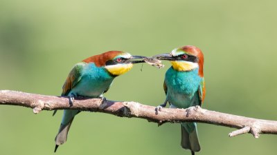 Global Birdwatching Building a Life List Through Travel