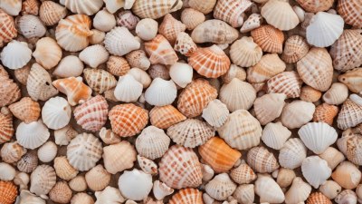 Collecting and Cataloging Different Types of Seashells on Beaches