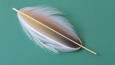 Collecting and Cataloging Different Types of Feathers on Nature Walks