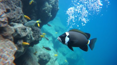 Learning to Identify Local Fish and Marine Life on Dives