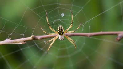 Learning to Identify Local Spiders and Arachnids on Nature Walks