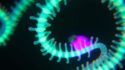Learning to Identify Local Bioluminescent Organisms on Night Dives