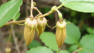 Learning to Identify Local Parasitic Plants on Nature Walks